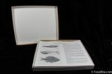 Prepare Your Own Fossil Fish Kit (B Grade) #623-3